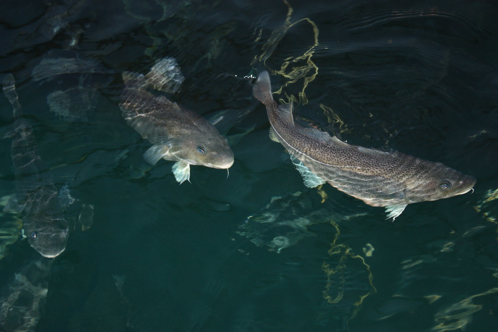 Importing Fish Farming (Aquaculture) Equipment from China to Saudi Arabia