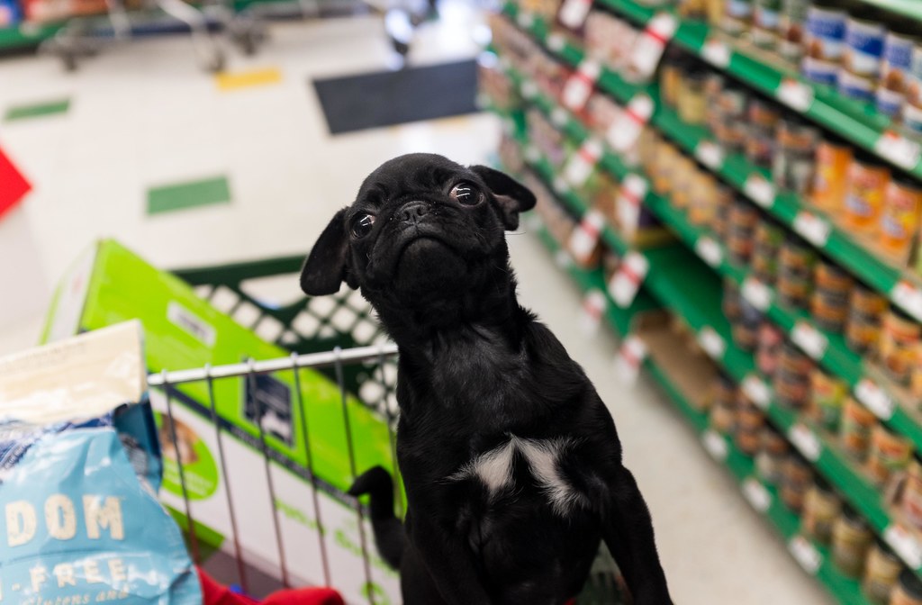 Importing Pet Products & Supplies from China